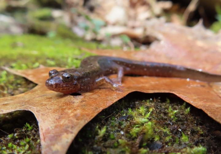 Northern Dusky Salamander